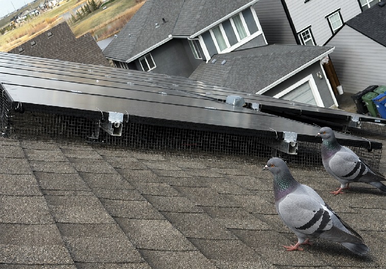 Bird-proofed solar panels installed on a residential Calgary rooftop with protective mesh barriers underneath, while two pigeons stand nearby on the shingles.