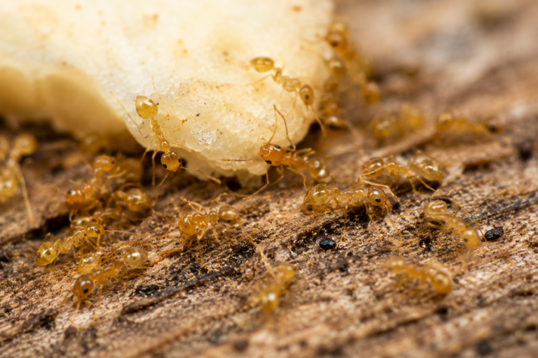 Tiny yellow-brown thief ants (Solenopsis molesta) foraging around food particles and crumbs, showing their small size and feeding behavior.