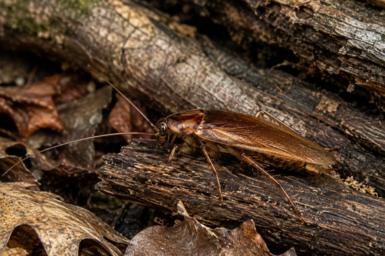 Wood cockroach on decaying wood and leaf litter in a natural woodland environment.